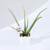 Buy Father's Day Love You Dad Aloe Vera Plant With Planter