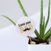 Shop Father's Day Love You Dad Aloe Vera Plant With Planter
