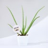 Father's Day Love You Dad Aloe Vera Plant With Planter Online