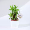 Gift Father's Day Love You Dad Bamboo Plant With Planter