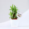 Buy Father's Day Love You Dad Bamboo Plant With Planter