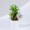 Father's Day Love You Dad Bamboo Plant With Planter Online