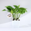 Gift Father's Day Love You Dad  Money Plant With Planter