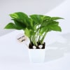 Buy Father's Day Love You Dad  Money Plant With Planter