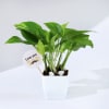 Father's Day Love You Dad  Money Plant With Planter Online