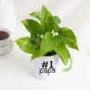 Shop Father's Day No 1 Papa Money Plant In A Mug