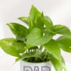 Buy Father's Day Personalized Money Plant In A Mug