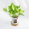 Gift Father's Day Personalized Money Plant With Pot