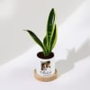 Gift Father's Day Personalized Snake Plant With Pot