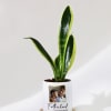 Buy Father's Day Personalized Snake Plant With Pot