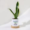 Father's Day Snake Plant In Ceramic Pot For Grandpa Online