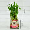 Gift Fathers Special Two Layer Lucky Bamboo In Glass Vase (Mild Light/Less Water)