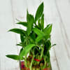 Buy Fathers Special Two Layer Lucky Bamboo In Glass Vase (Mild Light/Less Water)