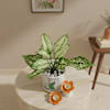 Gift Festive Greenery Diwali Gift Combo