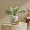 Festive Greenery Diwali Gift Combo Online