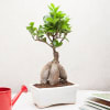 Ficus Bonsai Online