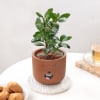 Gift Ficus Compacta In Teddy Terracotta Pot