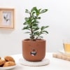 Buy Ficus Compacta In Teddy Terracotta Pot