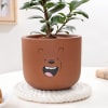 Shop Ficus Compacta In Teddy Terracotta Pot