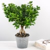 Ficus Ginseng Online