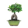 Ficus Ginseng Indoor Bonsai Tree Online