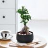 Gift Ficus Microcarpa Bonsai in a Metal Planter
