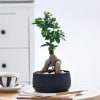 Ficus Microcarpa Bonsai in a Metal Planter Online