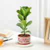 Fiddle Leaf Fig In Desert Lines Pot Online