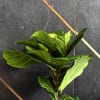 Buy Fiddle Leaf Fig Plant Customized with logo