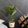 Fiddle Leaf Fig Plant Customized with logo Online
