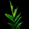 Fish Tail Leaf (Bunch of 10) Online