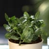 Buy Fittonia Green Plant For Best Dad