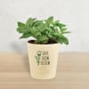 Fittonia In Motivational Planter Online