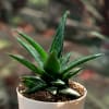 Buy Flourish Aloe Vera Mini Plant