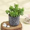 Buy Flourishing Jade Plant in a Leaf Design Ceramic Planter