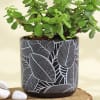 Shop Flourishing Jade Plant in a Leaf Design Ceramic Planter