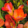 Gift Flower Bouquet Flower symphony