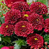 Gift Flower Bouquet Love breeze