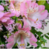 Buy Flower Bouquet Spring Greeting