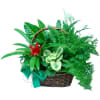 Flowerpot plants composition Online