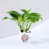 Gift For You - Money Plant With Planter