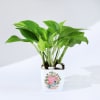 For You - Money Plant With Planter Online