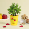 Gift Forever Jade Mini Valentine Plant
