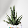Buy Forever Yours - Haworthia Succulent With Planter