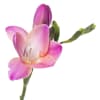 Freesia Pink Passion Online