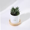 Shop Fresh Beginnings - Haworthia Succulent With Personalized Pot