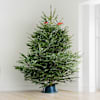 Gift Fresh Christmas Tree And Decorations - Medium