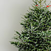Buy Fresh Christmas Tree And Decorations - Medium