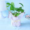 Gift Gift Hamper with Chocolates and a Money Plant