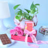 Gift Hamper with Chocolates and a Money Plant Online